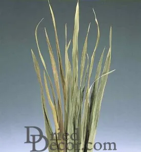 Dried Sabel Palm