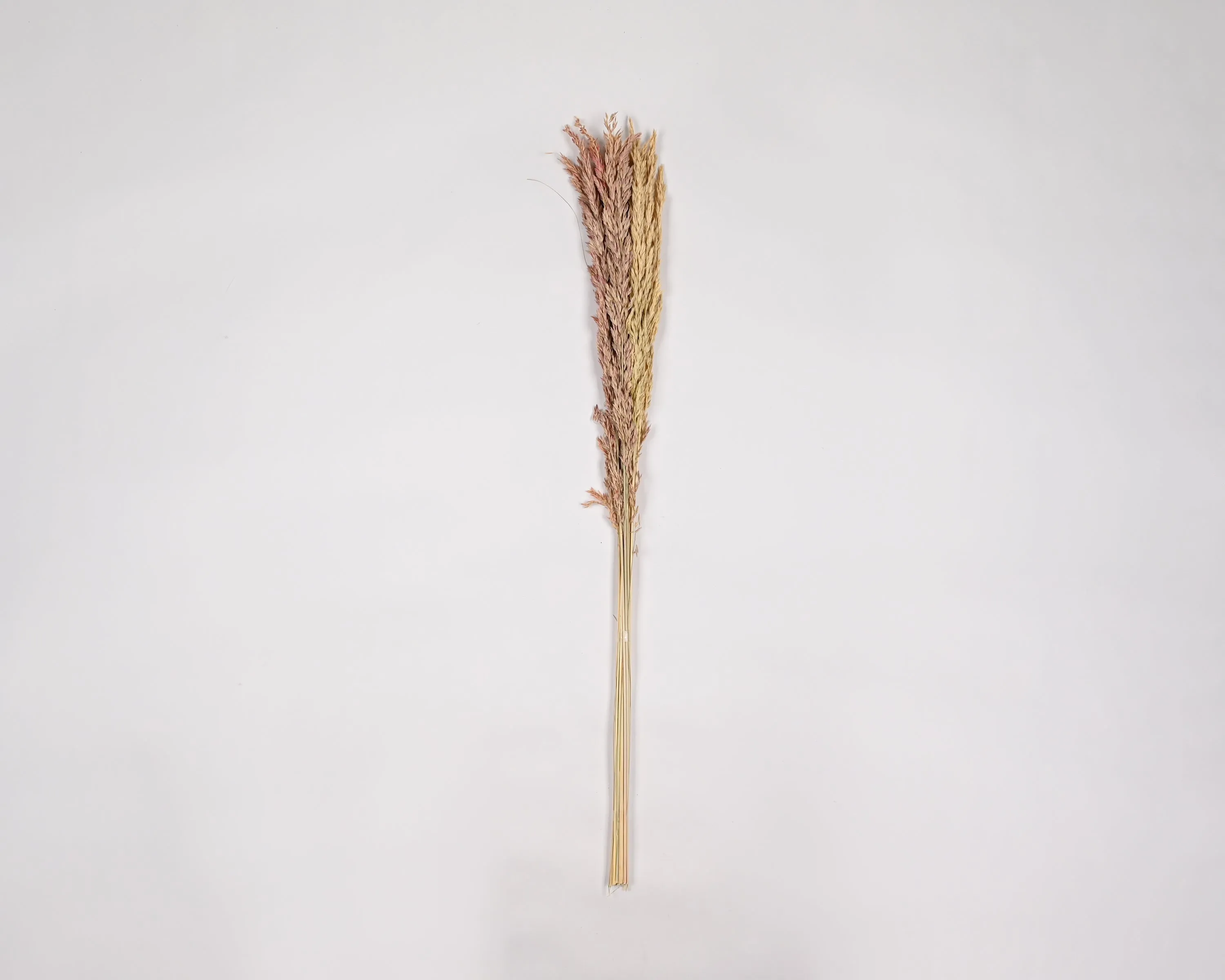 Dried Wild Oats - Decorative