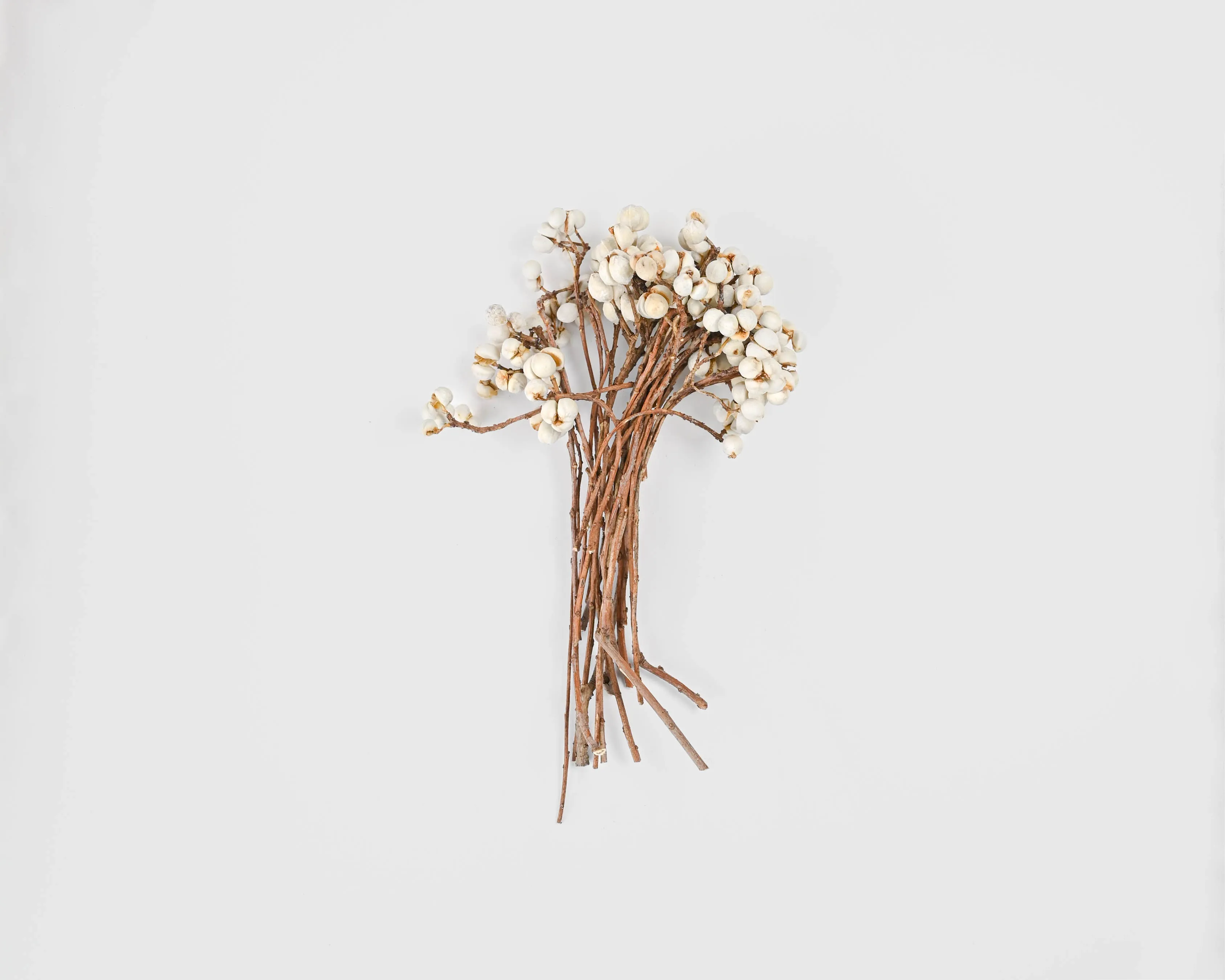 Tallow Berries - Short Stem - TallowBerries Dried
