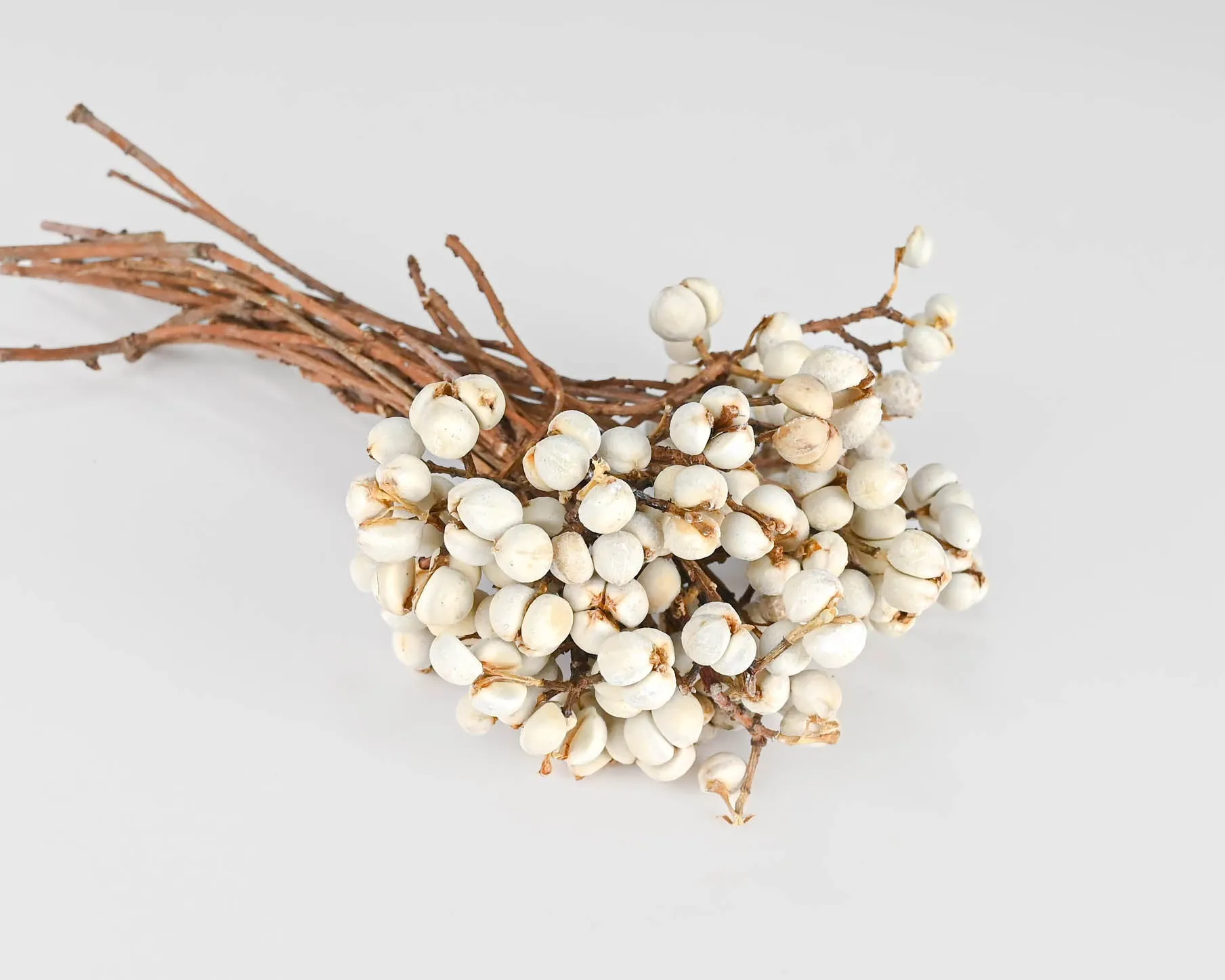 Tallow Berries - Short Stem - TallowBerries Dried